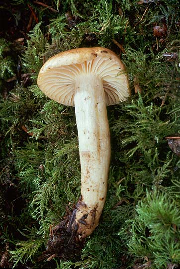 Hygrophorus tennesseensis